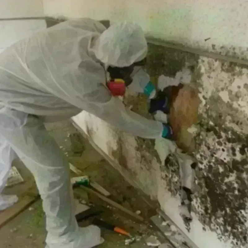 Mold Remediation and Removal in Williston, ND